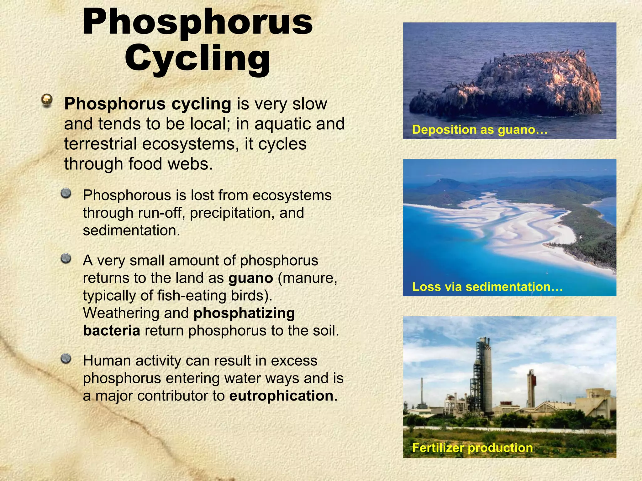 Phosphorus
Cycling
Phosphorus cycling is very slow
and tends to be local; in aquatic and
terrestrial ecosystems, it cycles
through food webs.

Deposition as guano…

Phosphorous is lost from ecosystems
through run-off, precipitation, and
sedimentation.
A very small amount of phosphorus
returns to the land as guano (manure,
typically of fish-eating birds).
Weathering and phosphatizing
bacteria return phosphorus to the soil.

Loss via sedimentation…

Human activity can result in excess
phosphorus entering water ways and is
a major contributor to eutrophication.

Fertilizer production

 
