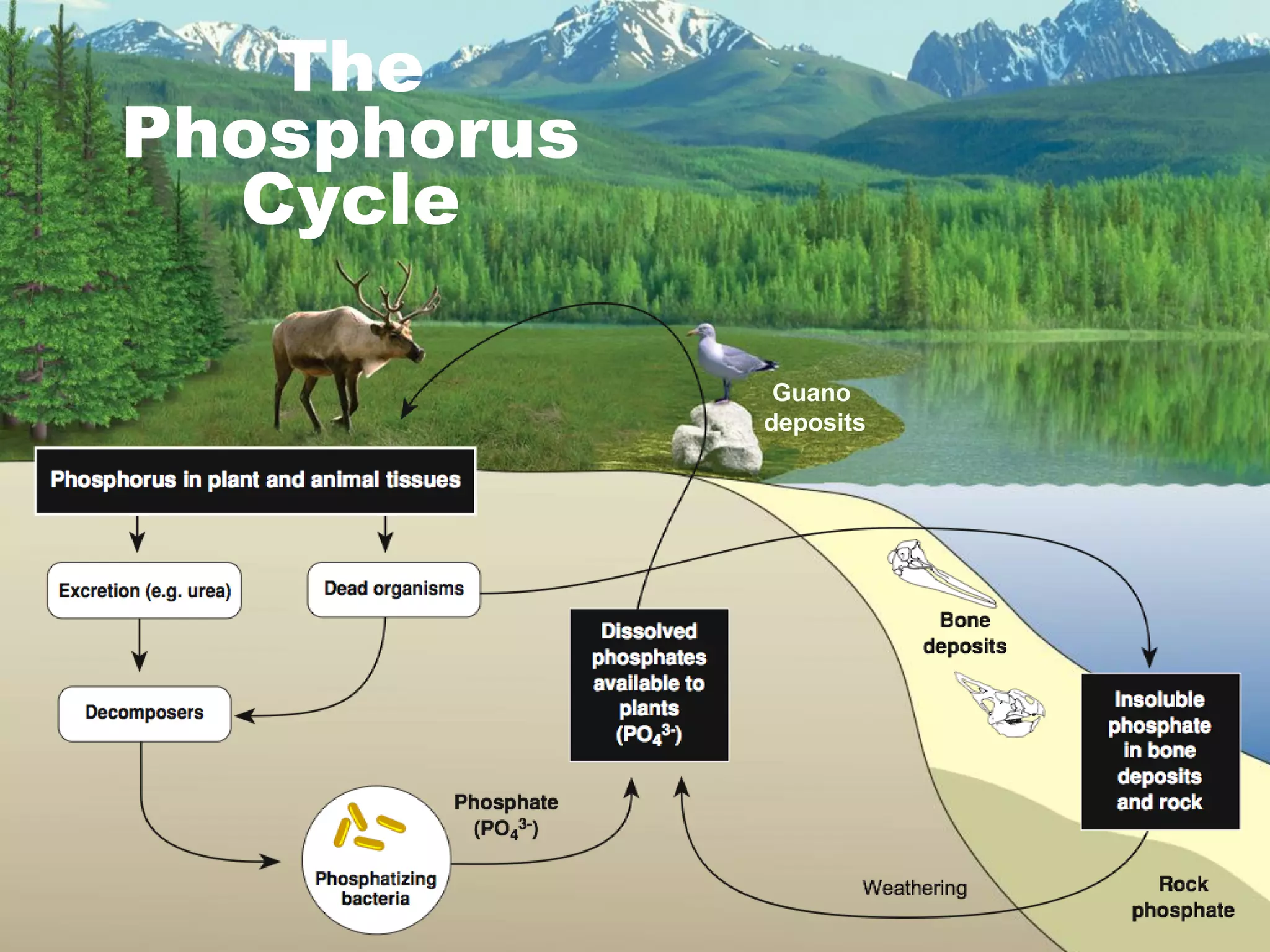 The
Phosphorus
Cycle
Guano
deposits

 