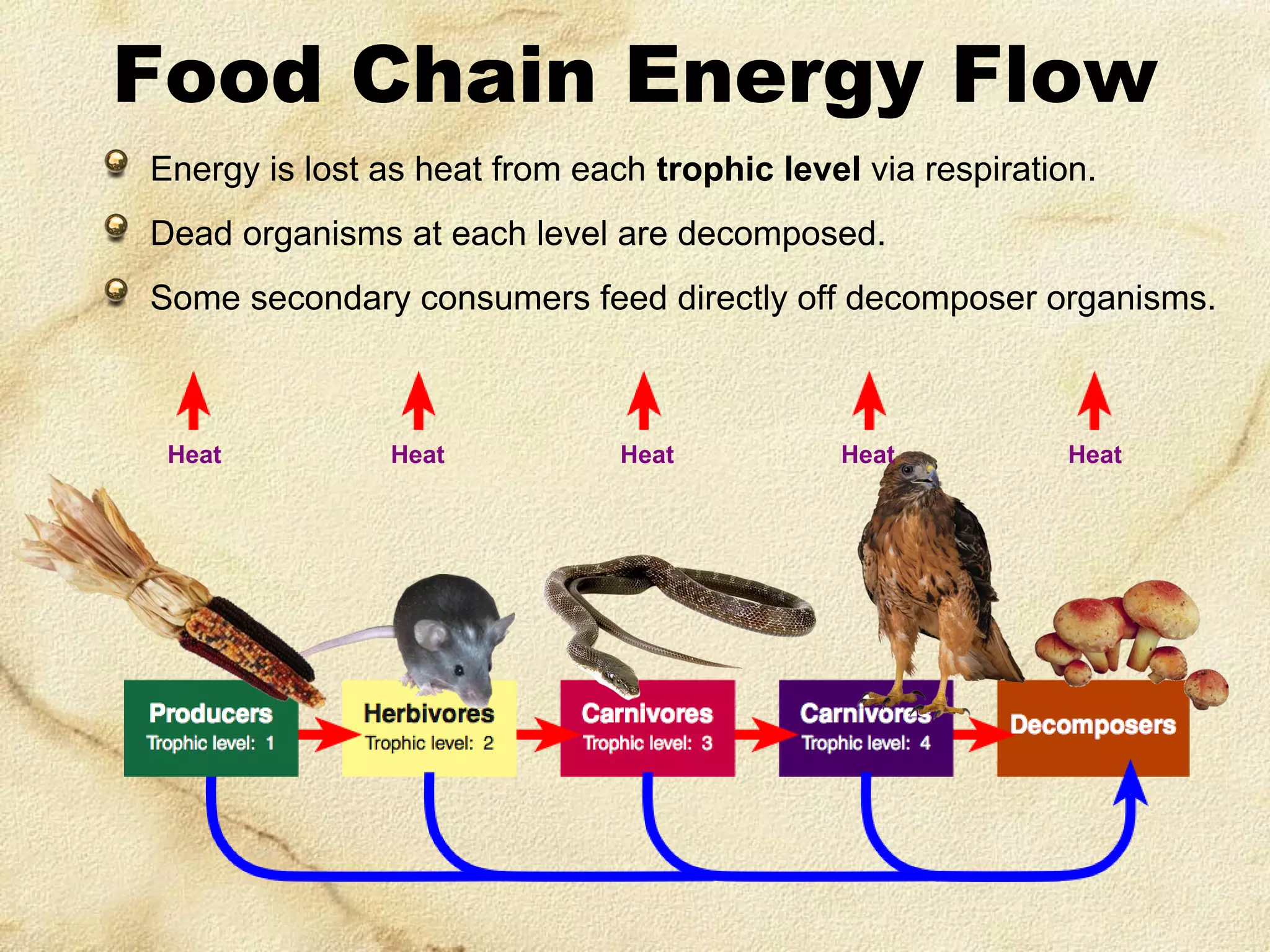 Food Chain Energy Flow
Energy is lost as heat from each trophic level via respiration.
Dead organisms at each level are decomposed.

Some secondary consumers feed directly off decomposer organisms.

Heat

Heat

Heat

Heat

Heat

 