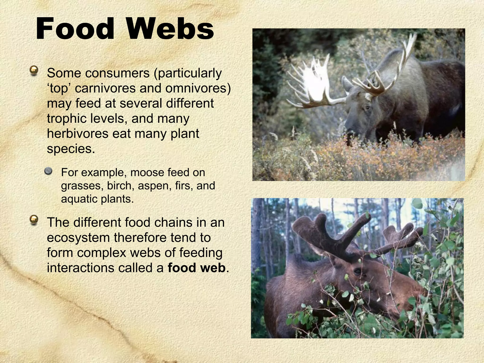 Food Webs
Some consumers (particularly
‘top’ carnivores and omnivores)
may feed at several different
trophic levels, and many
herbivores eat many plant
species.
For example, moose feed on
grasses, birch, aspen, firs, and
aquatic plants.

The different food chains in an
ecosystem therefore tend to
form complex webs of feeding
interactions called a food web.

 