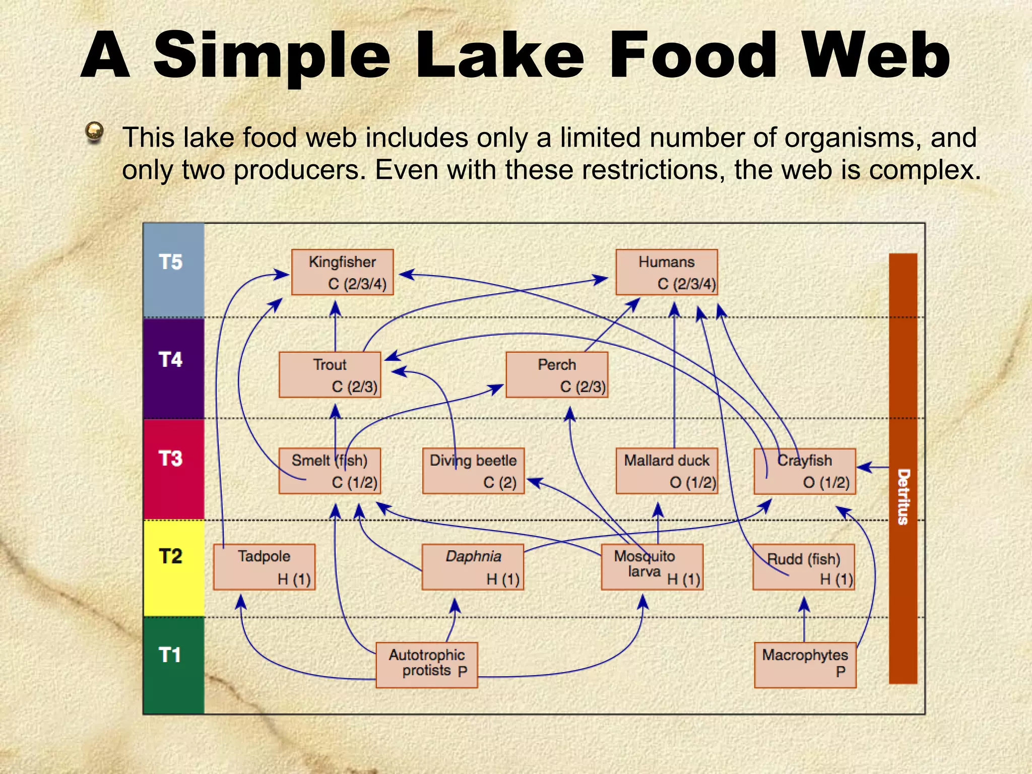A Simple Lake Food Web
This lake food web includes only a limited number of organisms, and
only two producers. Even with these restrictions, the web is complex.

 