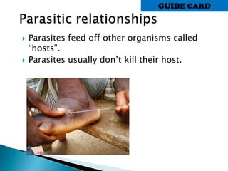  Parasites feed off other organisms called
“hosts”.
 Parasites usually don’t kill their host.
GUIDE CARD
 