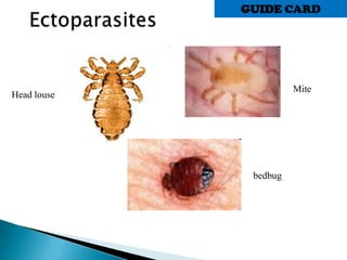 Head louse
Mite
bedbug
GUIDE CARD
 