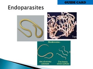 Tapeworm
Hookworm
Roundworm
GUIDE CARD
 