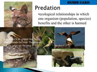•ecological relationships in which
one organism (population, species)
benefits and the other is harmed
GUIDE CARD
A predator is an animal that hunts
other animals for food. The animals
that are eaten are the prey.
 