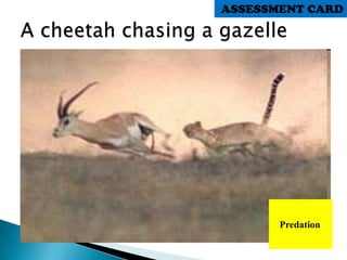 Predation
ASSESSMENT CARD
 