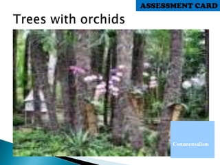 Commensalism
ASSESSMENT CARD
 