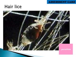 parasitism
ASSESSMENT CARD
 