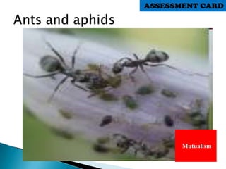 Mutualism
ASSESSMENT CARD
 