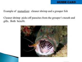 Example of mutualism: cleaner shrimp and a grouper fish
Cleaner shrimp picks off parasites from the grouper’s mouth and
gills. Both benefit.
GUIDE CARD
 
