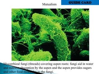 Mutualism
Mycorrhizal fungi (threads) covering aspen roots: fungi aid in water
and nutrient absorption by the aspen and the aspen provides sugars
and other food molecules to the fungi.
GUIDE CARD
 