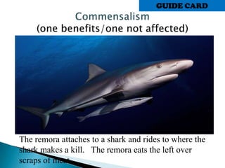 The remora attaches to a shark and rides to where the
shark makes a kill. The remora eats the left over
scraps of meat.
GUIDE CARD
 