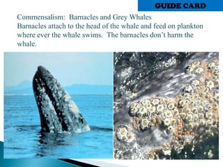 Commensalism: Barnacles and Grey Whales
Barnacles attach to the head of the whale and feed on plankton
where ever the whale swims. The barnacles don’t harm the
whale.
GUIDE CARD
 