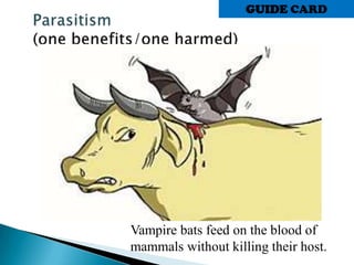 Vampire bats feed on the blood of
mammals without killing their host.
GUIDE CARD
 