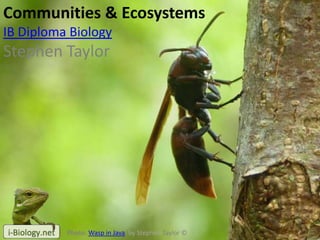 Communities & Ecosystems
IB Diploma Biology
Stephen Taylor
Photo: Wasp in Java, by Stephen Taylor ©
 