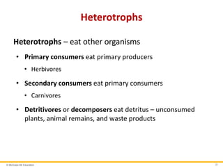 © McGraw-Hill Education 31
Heterotrophs
Heterotrophs – eat other organisms
• Primary consumers eat primary producers
• Herbivores
• Secondary consumers eat primary consumers
• Carnivores
• Detritivores or decomposers eat detritus – unconsumed
plants, animal remains, and waste products
 