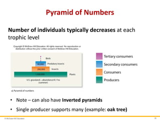 © McGraw-Hill Education 35
Pyramid of Numbers
Number of individuals typically decreases at each
trophic level
a) Pyramid of numbers
• Note – can also have Inverted pyramids
• Single producer supports many (example: oak tree)
 