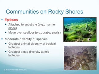 © 2011 Pearson Education, Inc.
Communities on Rocky Shores
 Epifauna
 Attached to substrate (e.g., marine
algae)
 Move over seafloor (e.g., crabs, snails)
 Moderate diversity of species
 Greatest animal diversity at tropical
latitudes
 Greatest algae diversity at mid-
latitudes
 