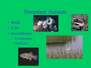 Dominant Animals Birds Fish Invertebrates Crustaceans Mollusks 