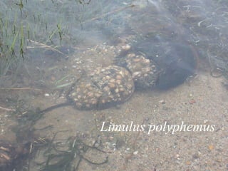 Limulus polyphemus 
