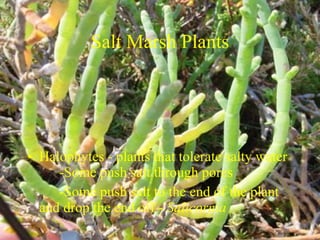 Salt Marsh Plants Halophytes - plants that tolerate salty water  -Some push salt through pores -Some push salt to the end of the plant  and drop the end off -  Salicornia 