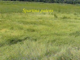 Spartina patens 