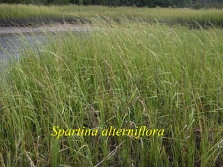 Spartina alterniflora 