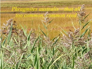 Phragmites australis – that all too common, common reed 