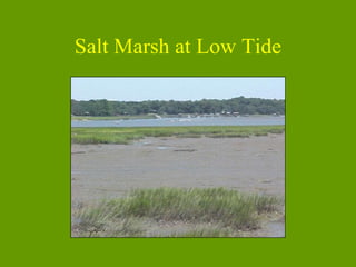 Salt Marsh at Low Tide 