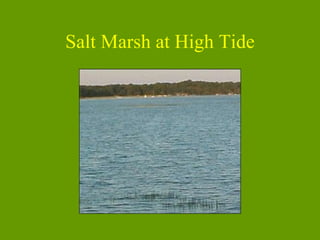 Salt Marsh at High Tide 