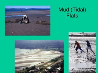 Mud (Tidal) Flats 