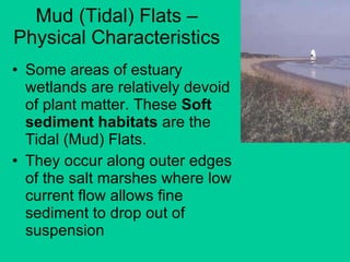 Mud (Tidal) Flats – Physical Characteristics Some areas of estuary wetlands are relatively devoid of plant matter. These  Soft sediment habitats  are the Tidal (Mud) Flats. They occur along outer edges of the salt marshes where low current flow allows fine sediment to drop out of suspension 