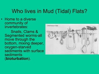 Who lives in Mud (Tidal) Flats? Home to a diverse community of invertebrates: Snails, Clams & Segmented worms-all move through the bottom, mixing deeper, oxygen-starved sediments with surface sediments ( bioturbation ).  