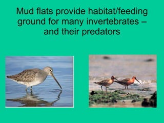 Mud flats provide habitat/feeding ground for many invertebrates – and their predators 