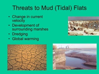 Threats to Mud (Tidal) Flats Change in current velocity Development of surrounding marshes Dredging Global warming 