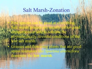 Salt Marsh-Zonation Few species can be good at everything.  Salt marsh grasses are usually either good competitors or able to tolerate the physiologically stressful conditions of the low salt marsh.  Grasses and flowering plants that are good stress tolerators like  Spartina alterniflora  dominate the  low marsh .  