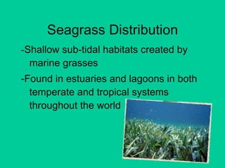 Seagrass Distribution - Shallow sub-tidal habitats created by marine grasses -Found in estuaries and lagoons in both temperate and tropical systems throughout the world 