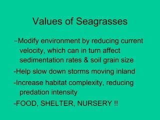 Values of Seagrasses - Mo dify environment by reducing current velocity, which can in turn affect sedimentation rates & soil grain size -Help slow down storms moving inland -Increase habitat complexity, reducing predation intensity -FOOD, SHELTER, NURSERY !!  