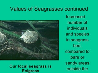 Values of Seagrasses continued Increased number of individuals and species in seagrass bed, compared to bare or sandy areas outside the bed. Our local seagrass is Eelgrass 
