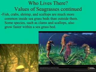 Who Lives There? Values of Seagrasses continued - Fish, crabs, shrimp, and scallops are much more common inside sea grass beds than outside them.  Some species, such as clams and scallops, also grow faster within a sea grass bed.  