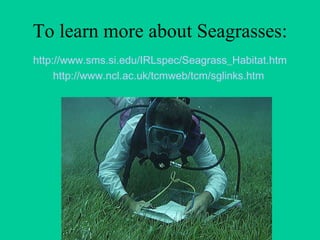 To learn more about Seagrasses: http://www.sms.si.edu/IRLspec/Seagrass_Habitat.htm http://www.ncl.ac.uk/tcmweb/tcm/sglinks.htm   