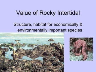 Value of Rocky Intertidal Structure, habitat for economically & environmentally important species 