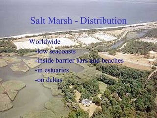 Salt Marsh - Distribution Worldwide -low seacoasts -inside barrier bars and beaches -in estuaries -on deltas  