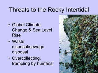 Threats to the Rocky Intertidal Global Climate Change & Sea Level Rise Waste disposal/sewage disposal Overcollecting, trampling by humans 