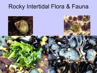 Rocky Intertidal Flora & Fauna 