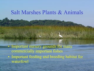 Salt Marshes Plants & Animals Important nursery grounds for many commercially important fishes Important feeding and breeding habitat for waterfowl 