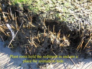 Plant roots hold the sediment in and are a place for animals to hide. 