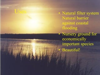 Uses Natural filter system Natural barrier against coastal flooding Nursery ground for economically important species Beautiful! 