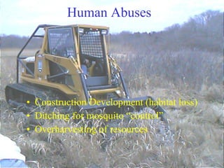 Human Abuses Construction/Development (habitat loss) Ditching for mosquito “control” Overharvesting of resources 