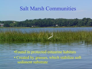 Salt Marsh Communities ,[object Object],[object Object]